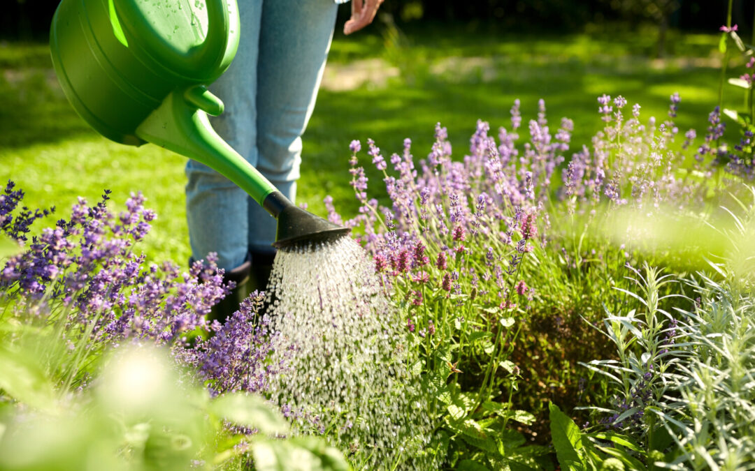 Houd je tuin gezond & gehydrateerd met de warme temperaturen