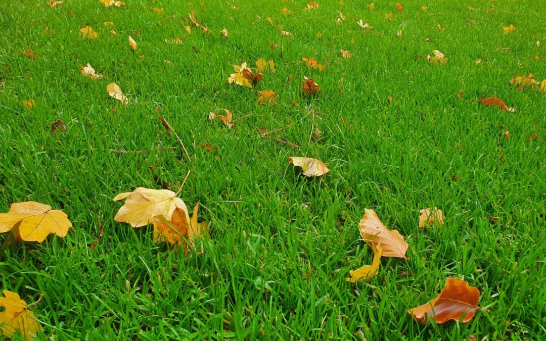 Najaarsonderhoud voor je gazon: zo houd je het gezond en sterk