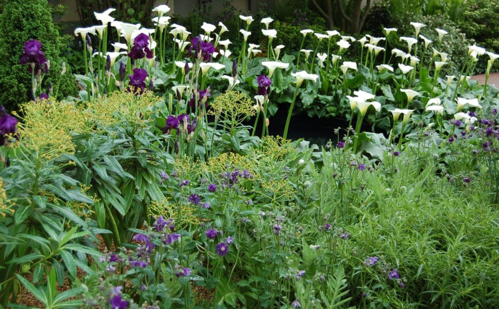 Tuinonderhoud Nederhof hoveniers Den Haag